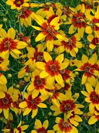 Leaves divided into linear segments. Coreopsis Curry Up Tickseed Bold And Vibrant The Bright Yellow Flowers With Deep Red Orange Centers Dazzle Even F Flowers Perennials Perennial Plants Plants