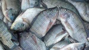 Projek ternakan ikan air tawar february 22, 2013 ikan air tawar 0 nelayan digalak sertai projek ternakan ikan air tawar sebagai sumber pendapatan kedua setiu, 14 feb (bernama) — nelayan di negara ini digalak menyertai projek ternakan ikan air tawar sebagai sumber pendapatan kedua selain menangkap ikan di laut, kata menteri pertanian dan industri asas tani datuk seri noh omar. 17 Cara Budidaya Ikan Air Tawar Cepat Panen Arenahewan Com