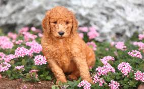 Puppies are here beautiful health tested babies click here. Standard Poodle Puppies Breed Information Puppies For Sale