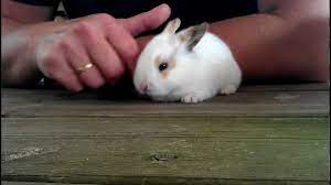 14 week old mini loop. 2 Week Old Rabbit Youtube