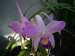 Orchidea Lelia Showy Flowers Orchid Flower Orchids