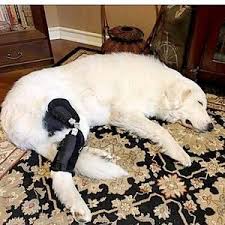 Maybe you would like to learn more about one of these? Endurance Ready To Fit Dog Brace For Recovery Animal Ortho Care Aocpet Com 349 00 Conditions Ccl Ligament Tear Or R Dog Braces Dog Leg Ligament Tear