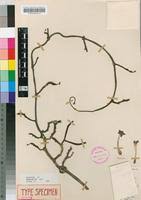 Image result for Ceropegia cimiciodora