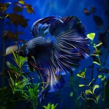 Image result for betta fish