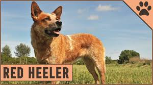 All are strong and healthy with good markings. Red Heeler Dog Breed The Australian Cattle Dog Youtube