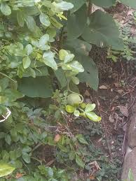 Image result for Zanha africana