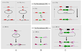 Tamoxifen is a selective estrogen receptor modulator (serm) that competitively binds to estrogen receptors on tumors and other tissue targets, producing a. Site Specific Recombinase Technology Wikiwand