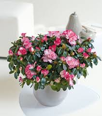 L Azalee Flandresse Illuminera Votre Interieur Jardinerie Truffaut Monstera Azalee