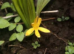 Image result for Hypoxidaceae