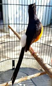 Pertama rajinlah membersihkan kandang dari sisa makanan dan kotoran. 18 Jenis Burung Murai Batu Terbaik Di Seluruh Dunia Beserta Gambar Dan Penjelasannya Hobinatang