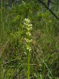 Image result for Olax aschersoniana