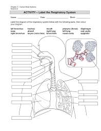 Image Result For Anatomy Labeling Worksheets Respiratory System Anatomy Human Respiratory System Respiratory System
