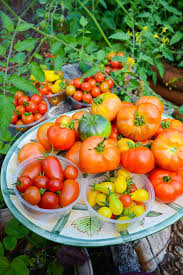 Prepare bucket for growing tomatoes drainage holes. How To Grow Perfect Peppers Tomatoes In A 5 Gallon Bucket Urban Organic Gardener