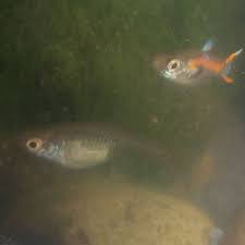 Welcome to endler guppies we trade and sell guppies here. Ist Mein Endler Guppy Trachtig Fische Aquarium