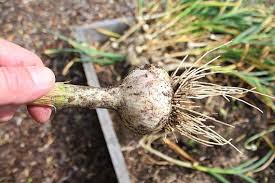 Just cure it as described and keep it in. How I Plant Grow Harvest And Store Garlic Kevin Lee Jacobs