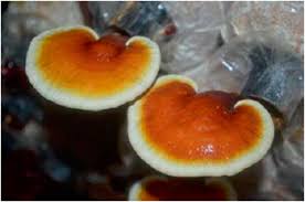 Image result for Ganoderma lucidum