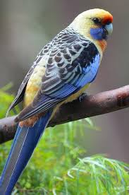 Regent Parrot Beautiful Birds Australian Parrots Colorful Parrots