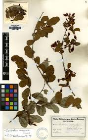Image result for Combretum hereroense