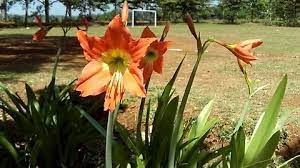 Orange Amaryllis Lili Flowers On The Morning Against The Field