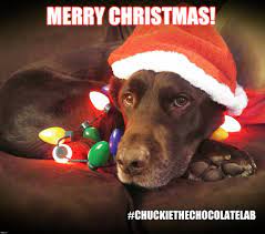 Chuckie The Chocolate Lab Merry Christmas Dog Christmas Dog Labrador Retriever Funny