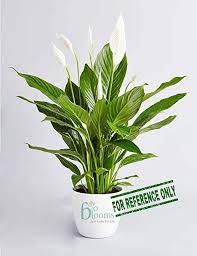 The flowers may also be green because the plant is receiving too much fertilizer. Bio Blooms Live Indoor Air Purifying Plant Peace Lilly Baby Plant Only Will Start Flowering In 30 Days Plants Only No Pots Indoor Plants Bio 803a Amazon In Garden Outdoors