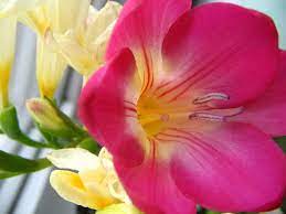 Freesia Freesia Pretty Flowers Flower Garden