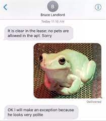 Funny Memes Pictures Cute Funny Animals Funny Animal Memes Cute Frogs