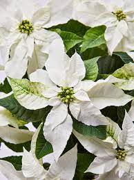 5 Uncommon Poinsettia Varieties That Have Stolen Our Hearts Hollyhocks Flowers Poinsettia White Poinsettia