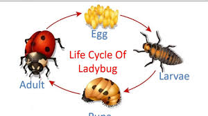 Life Cycle Of Ladybug For Kids Life Cycles Lady Beetle Cycle Photo