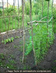 A Tall Pea Plant Tale Summer Vegetables Garden Allotment Gardening Pea Plant