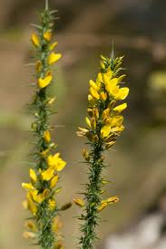 Image result for Ulex minor