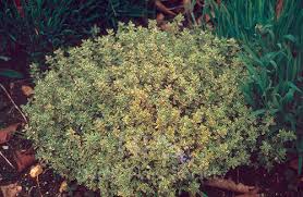 Image result for Karomia tettensis