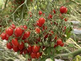 The white bumps you see on tomato stems are actually a form of root development. Massive Upscale Planned For Tomberry Tomato Brand After Successful Launch In Australia