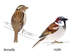 Le Moineau Domestique Moineau Peinture Oiseau Oiseaux Des Jardins