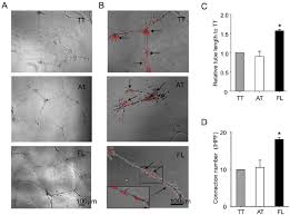 Salt inside the cell = 65% and outside the cell 40%. Fl Cells Incorporated Into Huvec Derived Tube Like Structure As Well As Download Scientific Diagram