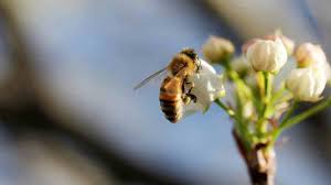 Pszczoły w tym roku wyprodukują znacznie mniej miodu