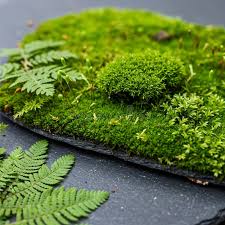 Image result for Pteridaceae