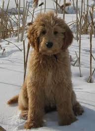 Goldendoodle In The Winter Might Hafta Be My Next Dog Dog Crossbreeds Goldendoodle Grooming Goldendoodle