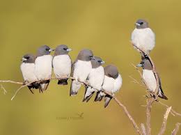 Bird With White Stripes On Wings And Tail 