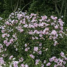 Image result for Hibiscus syriacus ´Pink Chiffon