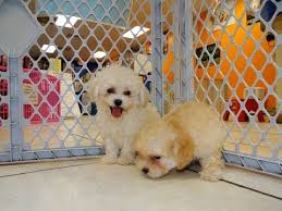 Teacup maltipoo puppies for sale craigslist. Maltipoo Puppies For Sale In Texas Craigslist 07 2021