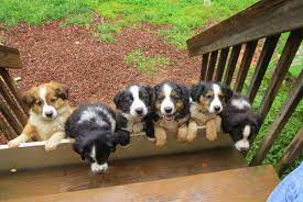 English Shepherd Puppies Awwww English Shepherd English Shepherd Puppy Dog Prizes