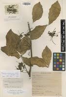 Image result for Ritchiea capparoides