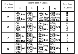 the chart below shows the codons that make up the genetic