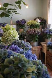 Antique Hydrangeas Flower Shop Interiors Flower Arrangements Romantic Flowers