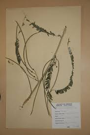 Image result for Sesbania pachycarpa