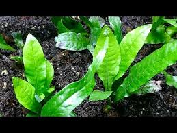 Check spelling or type a new query. How To Propagate Java Fern Emersed The Easy Way Youtube