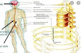 Sistem saraf pada manusia yang meliputi gambaran saraf, sistem saraf pusat, fungsi saraf dan fungsi akson implus, sel saraf atau neuron. Sistem Saraf Pada Manusia Pengertian Bagian Fungsinya