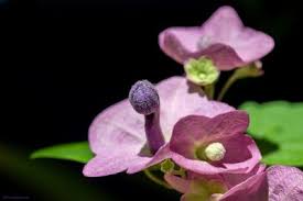 Image result for Nesogenes madagascariensis