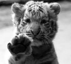 Black And White Baby Tiger Pictures High 5 Or Is That 4 Amazing Animals Cute Animals Cute Baby Animals Animals